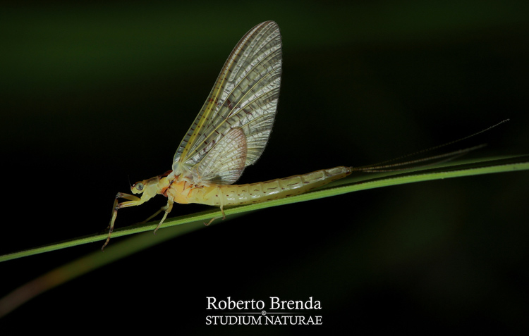 Roberto Brenda Studium naturae